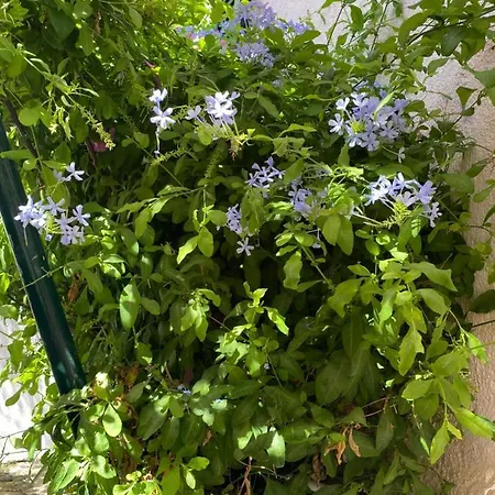 アパート Casa Buganvilla