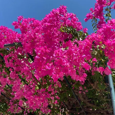 Casa Buganvilla アパート Minia