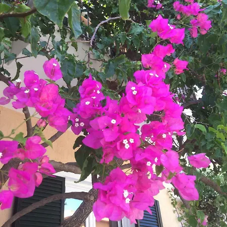 Casa Buganvilla アパート *