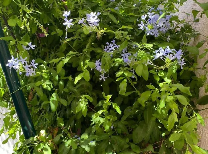 Lägenhet Casa Buganvilla