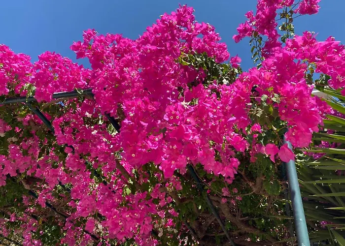 Casa Buganvilla Lägenhet Minia