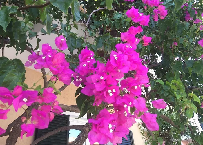 Casa Buganvilla Lägenhet *